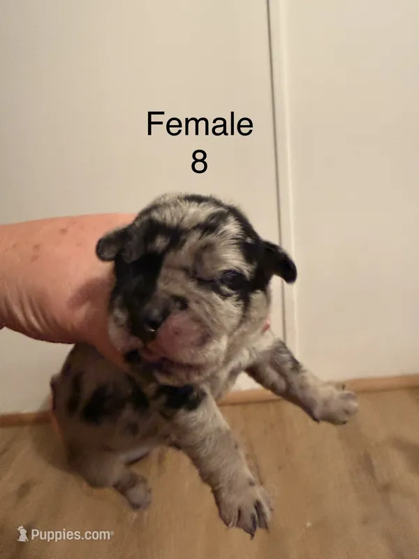 F8 – French Bulldog, Labrador Retriever puppy for sale in Versailles, KY