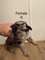 F8, a female French Bulldog and Labrador Retriever for sale in Versailles, KY – 1 of 7