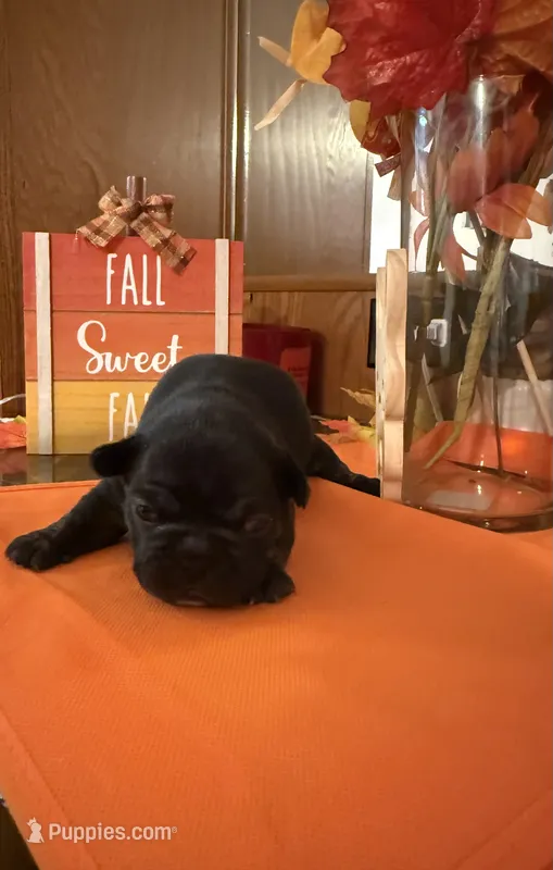 Black – French Bulldog puppy for sale in Versailles, KY