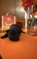 Black, a female French Bulldog for sale in Versailles, KY – 1 of 10
