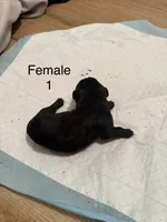 F1, a female French Bulldog and Labrador Retriever for sale in Versailles, KY – 2 of 7