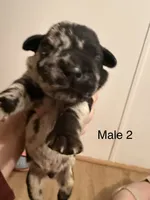 M2, a male French Bulldog and Labrador Retriever for sale in Versailles, KY – 3 of 10