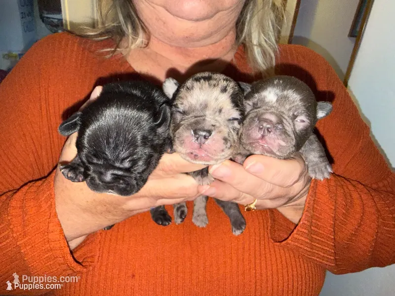 Blue – French Bulldog puppy for sale in Versailles, KY