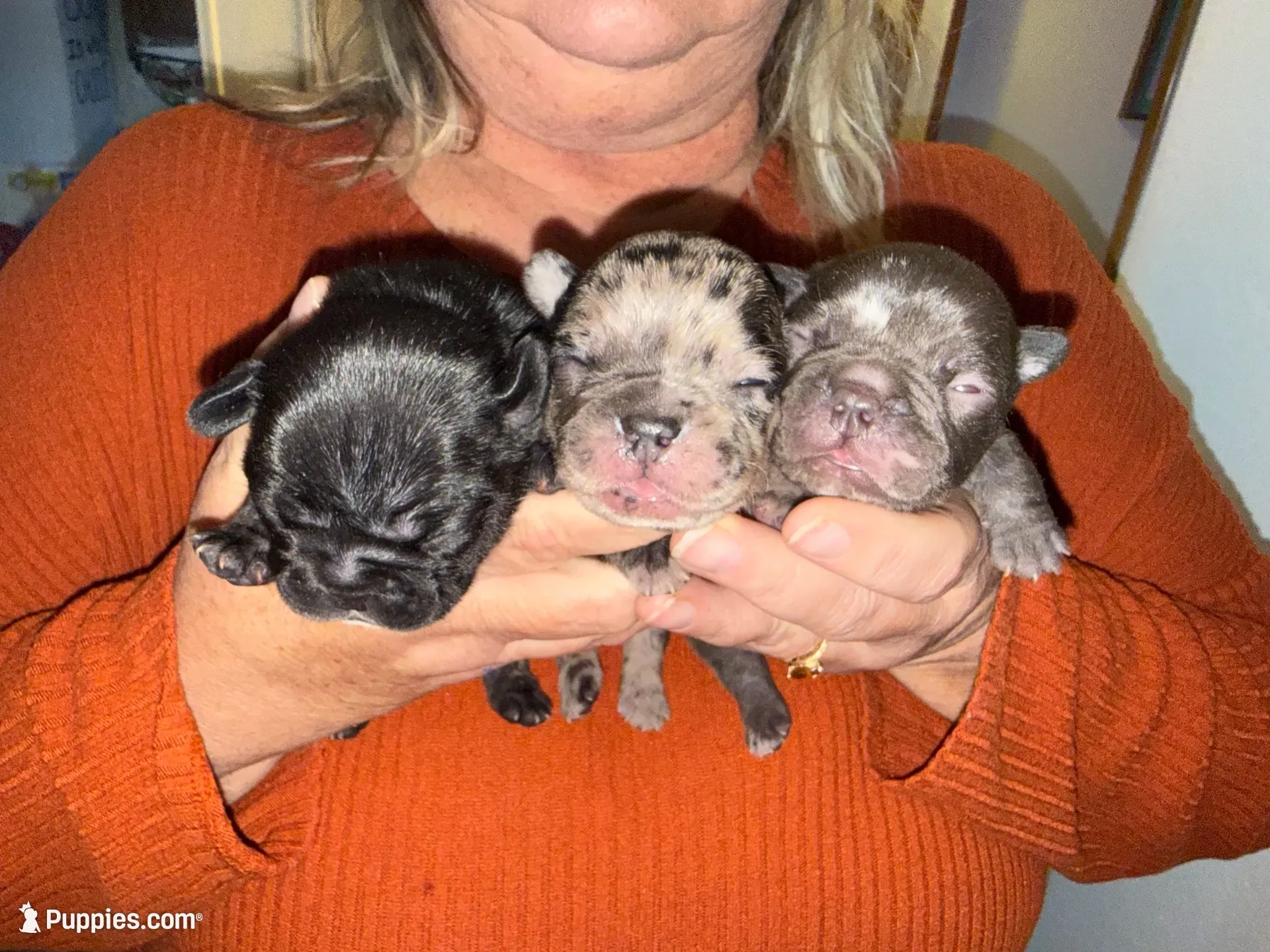 Blue, a female French Bulldog for sale in Versailles, KY – 1 of 10