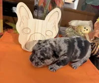 Merle , a male French Bulldog for sale in Versailles, KY – 5 of 10