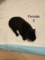 F3, a female French Bulldog and Labrador Retriever for sale in Versailles, KY – 3 of 7