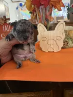 Merle , a male French Bulldog for sale in Versailles, KY – 3 of 10