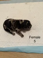 F5, a female French Bulldog and Labrador Retriever for sale in Versailles, KY – 7 of 7