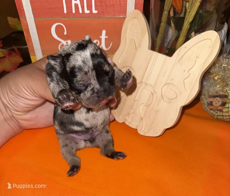 Male Merle – French Bulldog puppy for sale in Versailles, KY