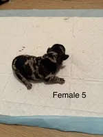 F5, a female French Bulldog and Labrador Retriever for sale in Versailles, KY – 2 of 7