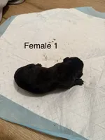 F1, a female French Bulldog and Labrador Retriever for sale in Versailles, KY – 4 of 7