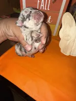 Female Merle, a female French Bulldog for sale in Versailles, KY – 6 of 10