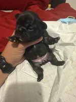 Black, a female French Bulldog for sale in Versailles, KY – 9 of 10
