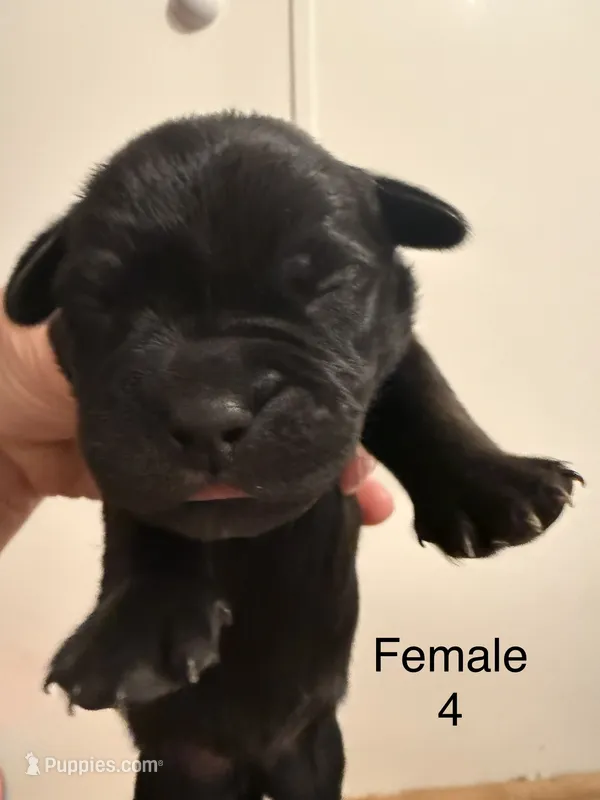 F4 – French Bulldog, Labrador Retriever puppy for sale in Versailles, KY