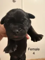 F4, a female French Bulldog and Labrador Retriever for sale in Versailles, KY – 1 of 7