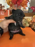 Black, a female French Bulldog for sale in Versailles, KY – 4 of 10