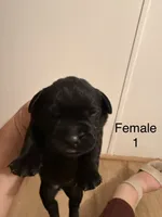 F1, a female French Bulldog and Labrador Retriever for sale in Versailles, KY – 3 of 7