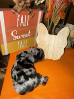 Male Merle, a male French Bulldog for sale in Versailles, KY – 9 of 10