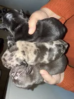 Blue, a female French Bulldog for sale in Versailles, KY – 9 of 10