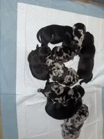 F5, a female French Bulldog and Labrador Retriever for sale in Versailles, KY – 4 of 7