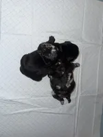 M2, a male French Bulldog and Labrador Retriever for sale in Versailles, KY – 7 of 10