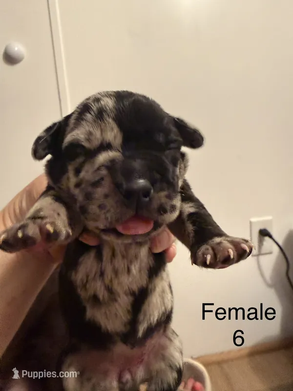 F6 – French Bulldog, Labrador Retriever puppy for sale in Versailles, KY