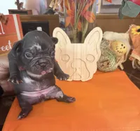 Blue, a female French Bulldog for sale in Versailles, KY – 4 of 10