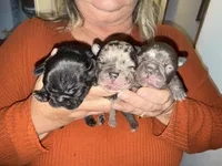 Black, a female French Bulldog for sale in Versailles, KY – 6 of 10