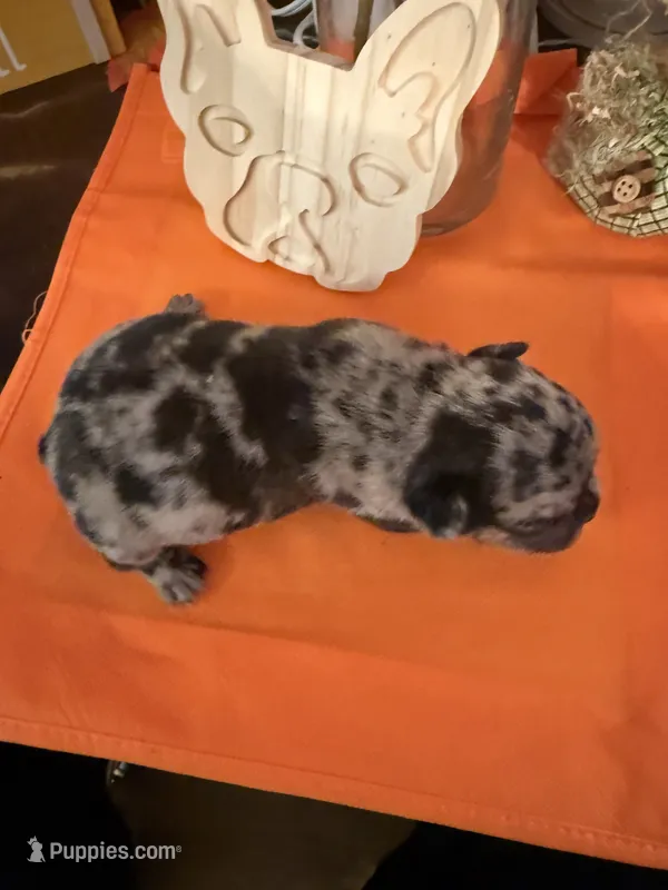 Merle  – French Bulldog puppy for sale in Versailles, KY