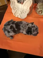 Merle , a male French Bulldog for sale in Versailles, KY – 1 of 10