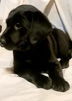 processed/8790a15e-31c8-40d4-aab2-86029711baf9/listing/4fed1f37-3416-43ce-9a25-52763a0e63ff/b8bd455f-ea17-49a4-9498-32327a1b4796