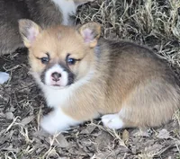 Beth, a female Pembroke Welsh Corgi for sale in Normangee, TX – Photo 2 of 9