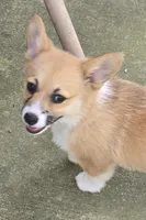 Beth, a female Pembroke Welsh Corgi for sale in Normangee, TX – Photo 2 of 2