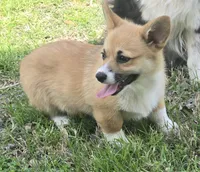 Beth, a female Pembroke Welsh Corgi for sale in Normangee, TX – Photo 1 of 2