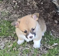 Beth, a female Pembroke Welsh Corgi for sale in Normangee, TX – Photo 3 of 9