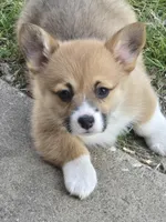 Beth, a female Pembroke Welsh Corgi for sale in Normangee, TX – Photo 9 of 9