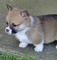 Beth, a female Pembroke Welsh Corgi for sale in Normangee, TX – Photo 6 of 9