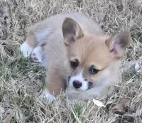 Beth, a female Pembroke Welsh Corgi for sale in Normangee, TX – Photo 8 of 9