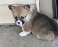 Beth, a female Pembroke Welsh Corgi for sale in Normangee, TX – Photo 4 of 9