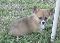 Beth, a female Pembroke Welsh Corgi for sale in Normangee, TX – Photo 7 of 9