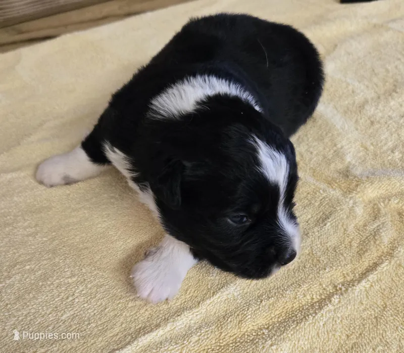 Jade – Miniature Australian Shepherd puppy for sale in Normangee, TX