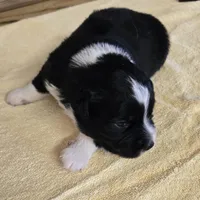 Jade, a female Miniature Australian Shepherd for sale in Normangee, TX – 1 of 1