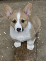 Cade, a male Pembroke Welsh Corgi for sale in Normangee, TX – 2 of 4