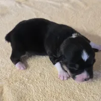Karla, a female Miniature Australian Shepherd for sale in Normangee, TX – Photo 5 of 6