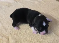 Karla, a female Miniature Australian Shepherd for sale in Normangee, TX – Photo 5 of 6