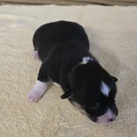 Karla, a female Miniature Australian Shepherd for sale in Normangee, TX – Photo 4 of 6