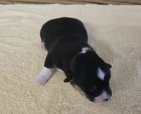 Karla, a female Miniature Australian Shepherd for sale in Normangee, TX – Photo 4 of 6