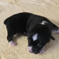 Karla, a female Miniature Australian Shepherd for sale in Normangee, TX – Photo 2 of 6