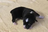 Karla, a female Miniature Australian Shepherd for sale in Normangee, TX – Photo 2 of 6