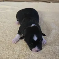 Karla, a female Miniature Australian Shepherd for sale in Normangee, TX – Photo 3 of 6